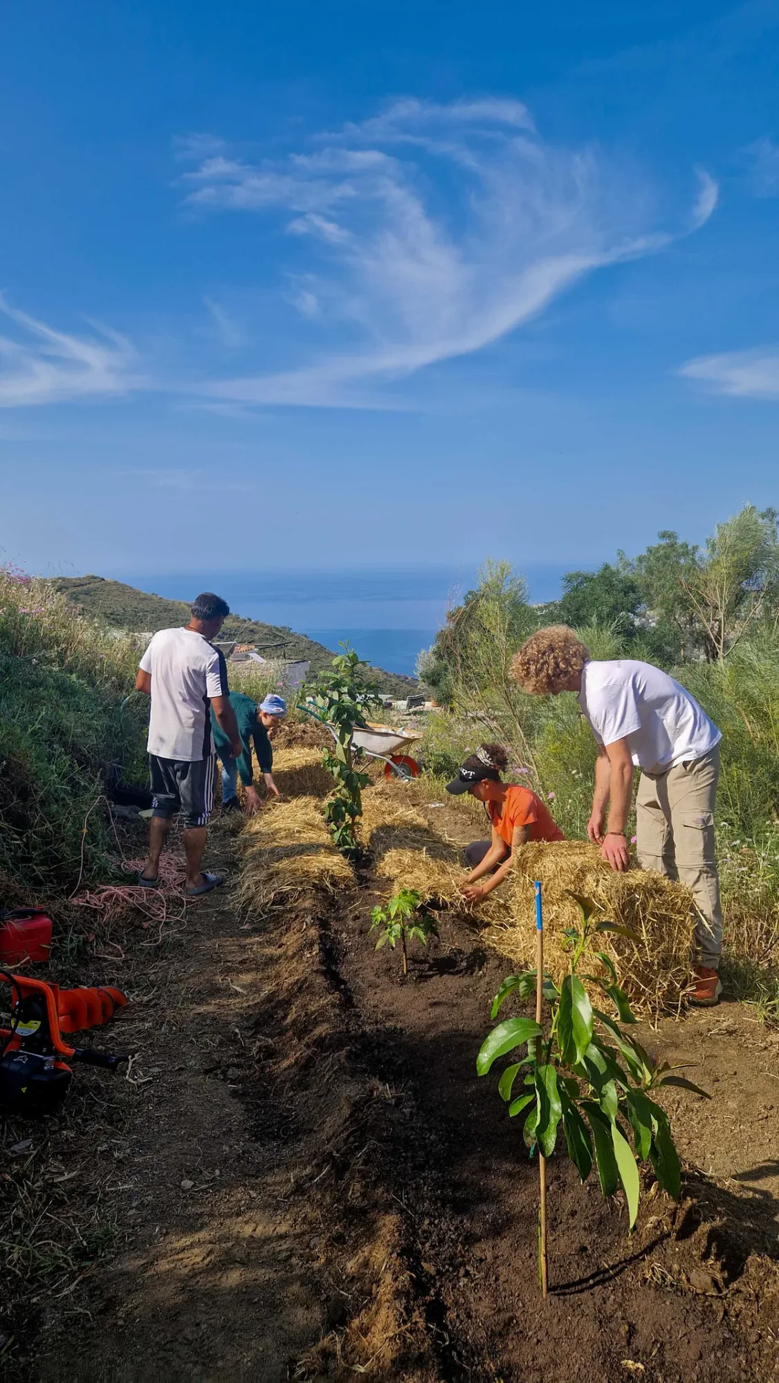 A group planting young trees on one of the agroforestry terraces