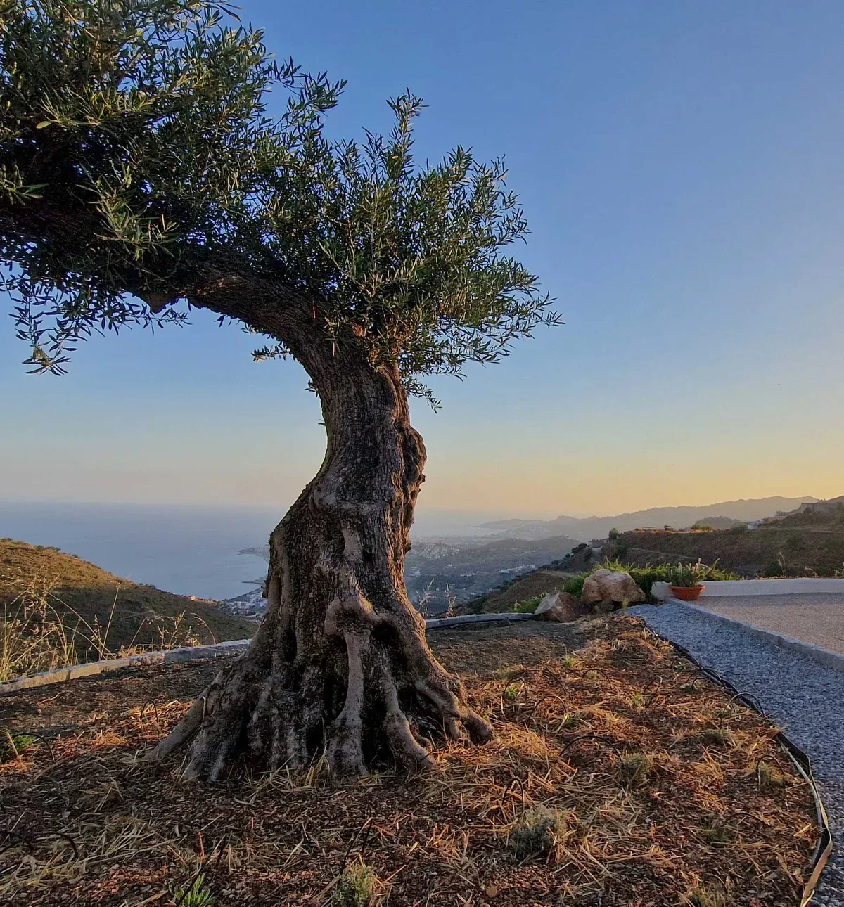 An old olive tree above the terrace at sunset, looking out to the Mediterranean