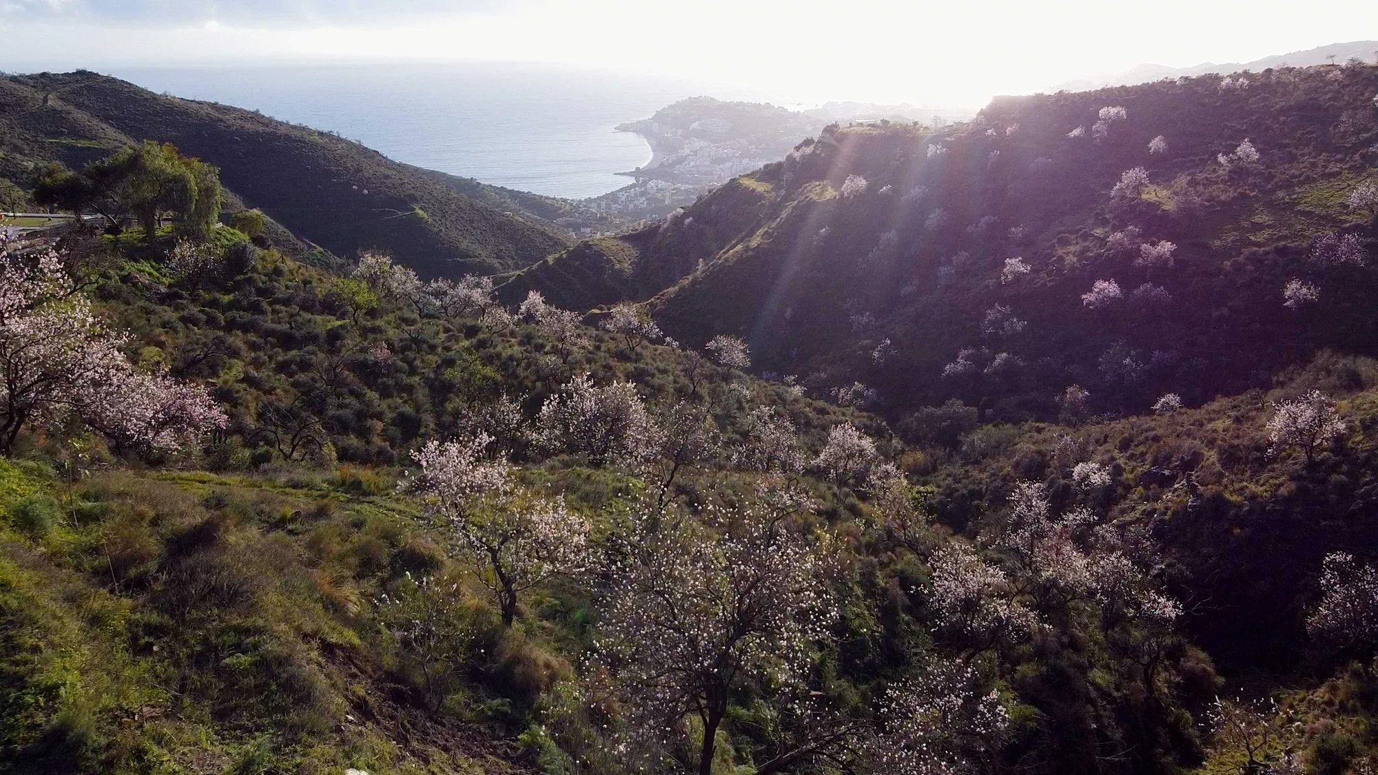 Almond trees in blossom on the terraces above the coast