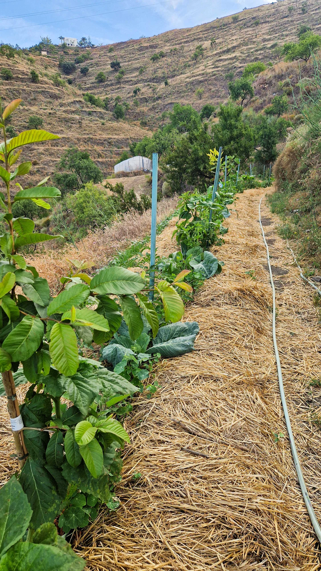 Cut material returned to the ground to keep the soil covered