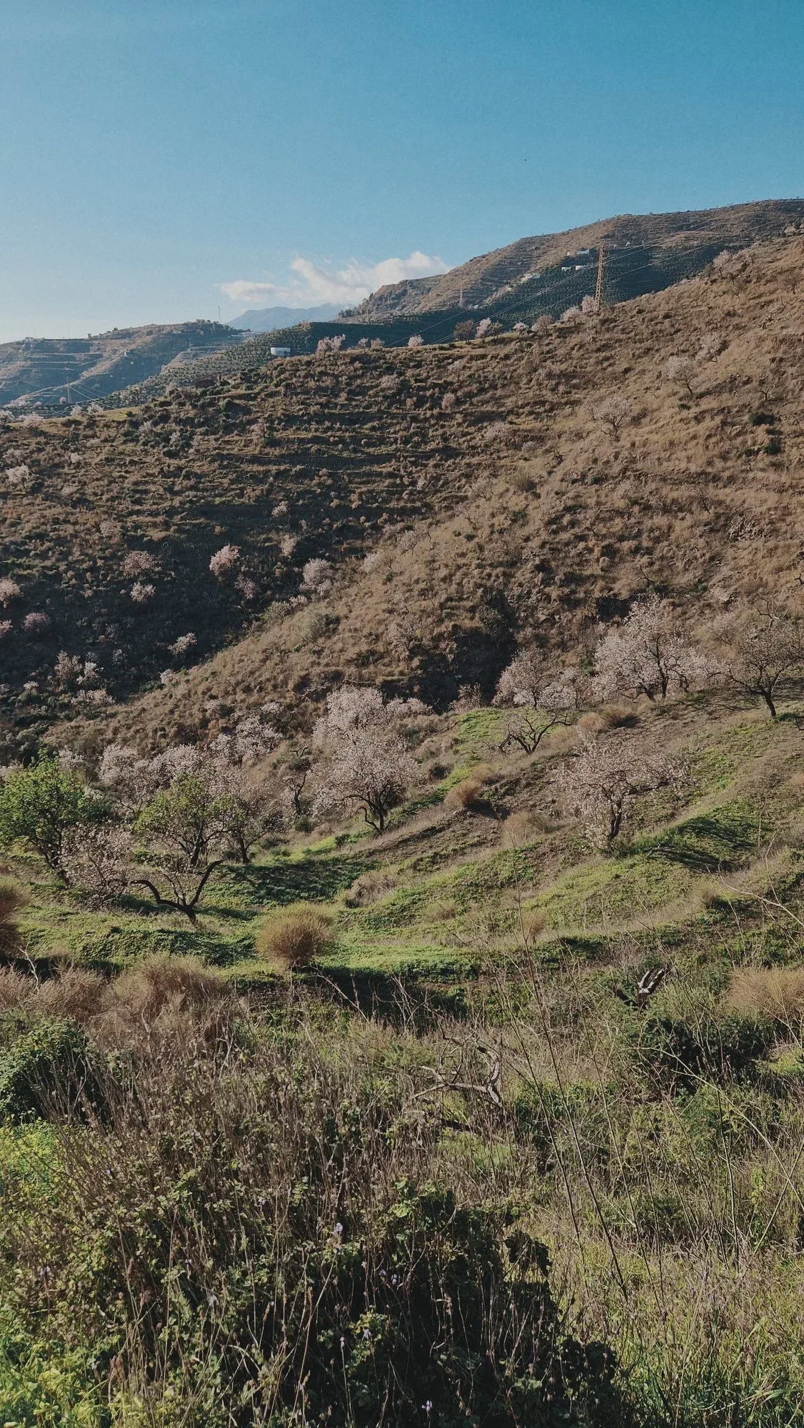 The old almond grove in blossom across the slope