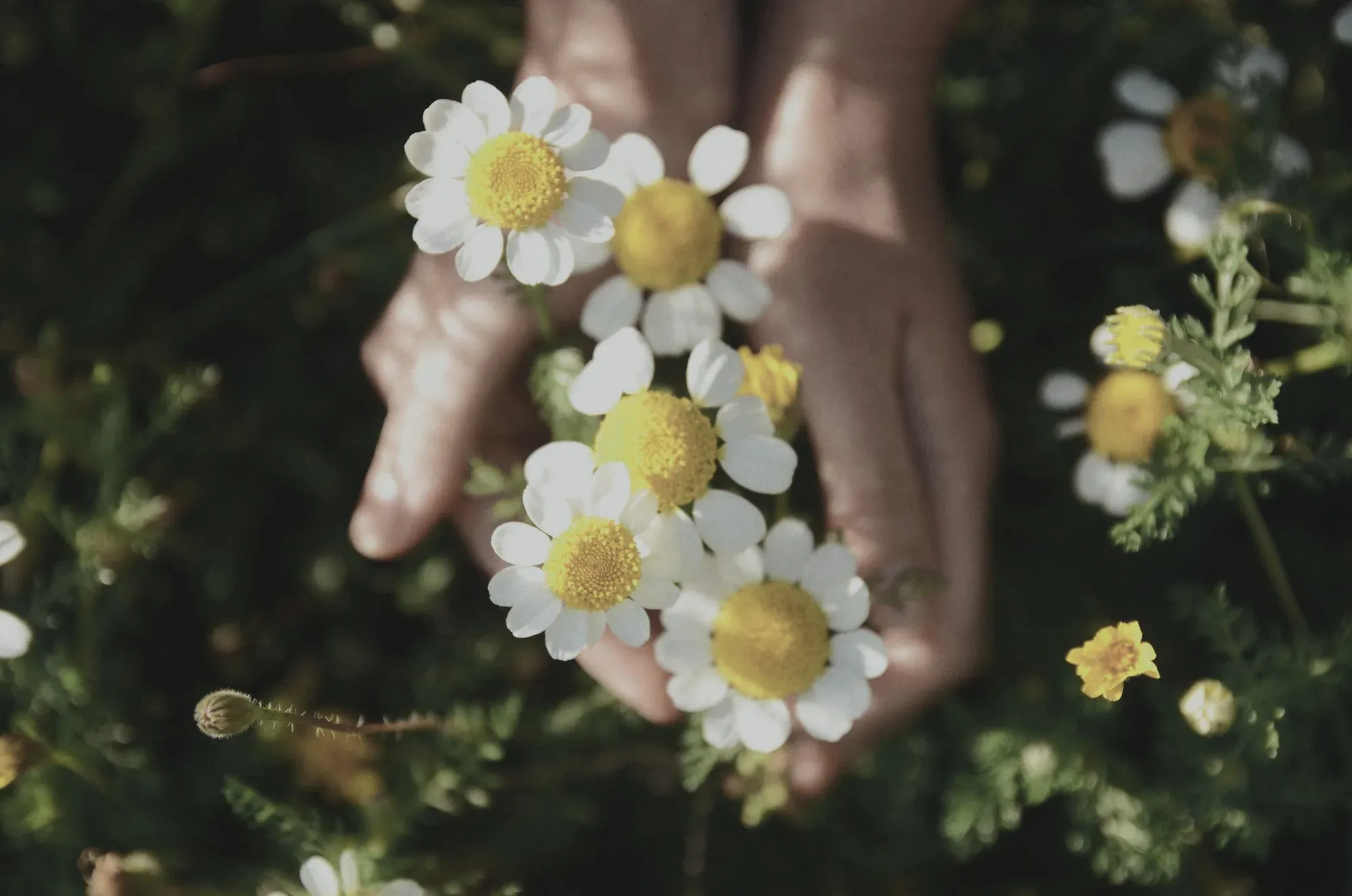 Hands cupping freshly picked chamomile flowers
