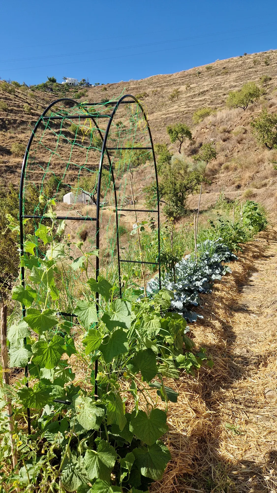 Vegetables growing between the trees