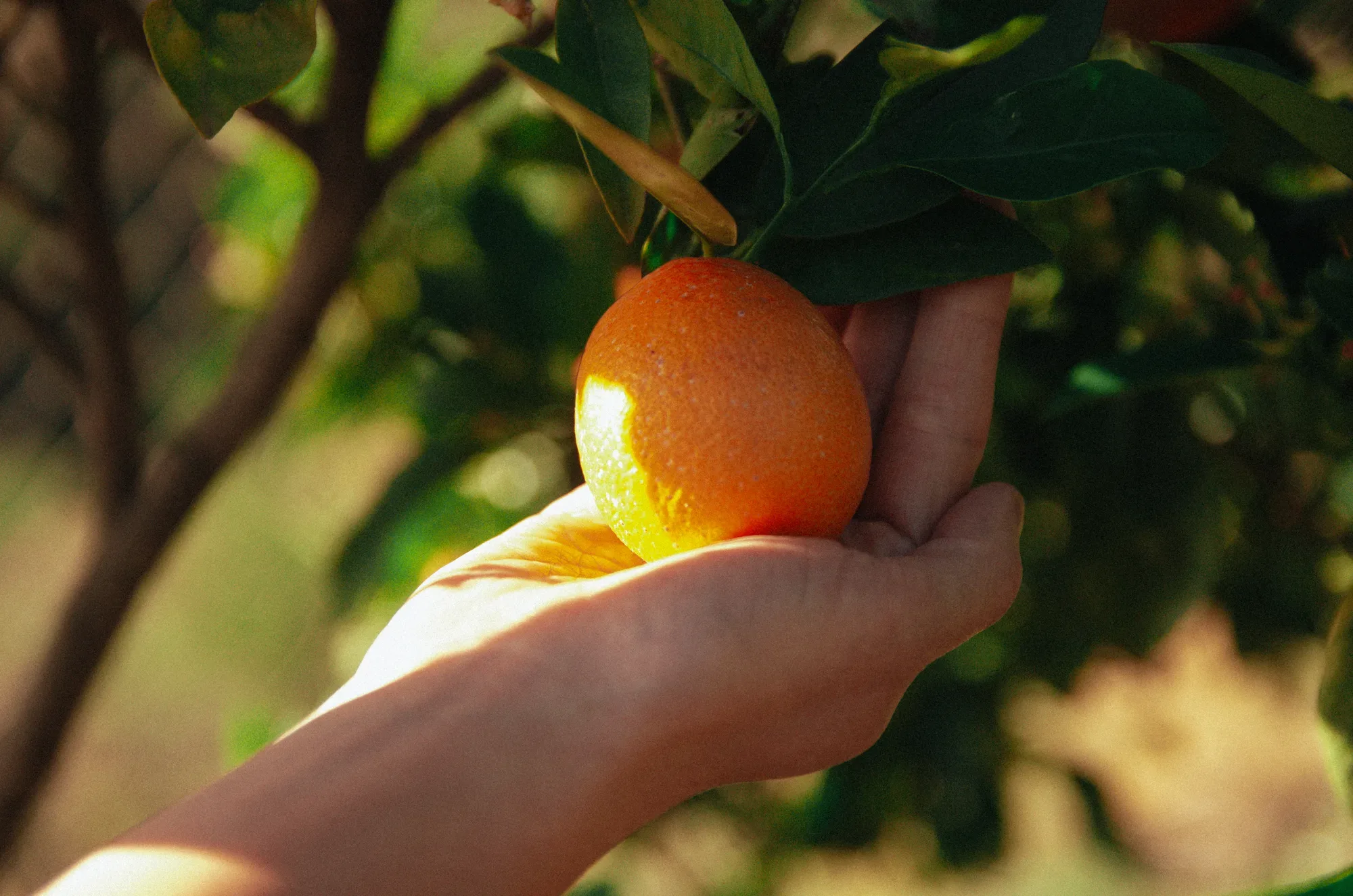 Fruit picked on the land