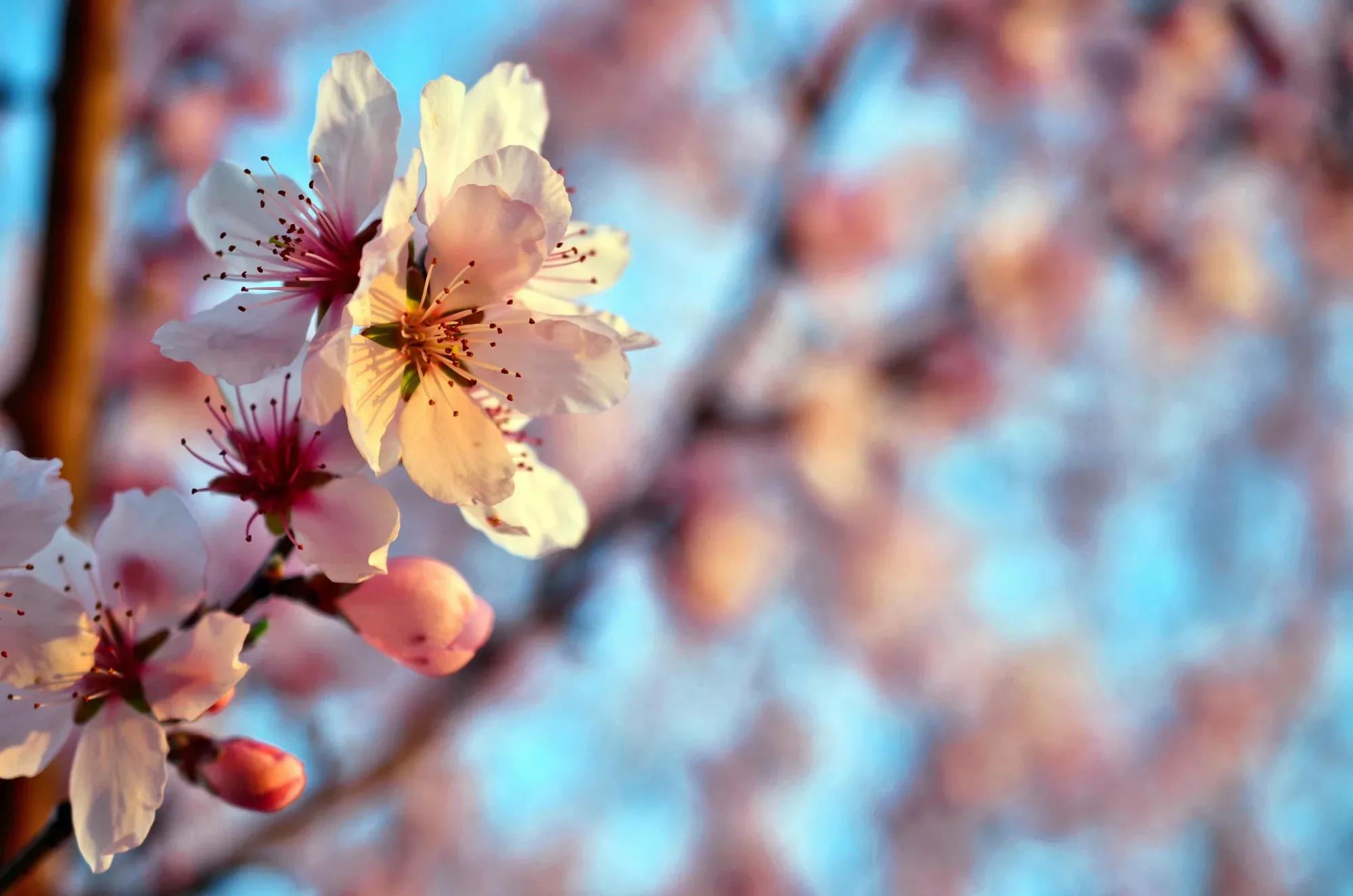 A single almond blossom opening on the branch