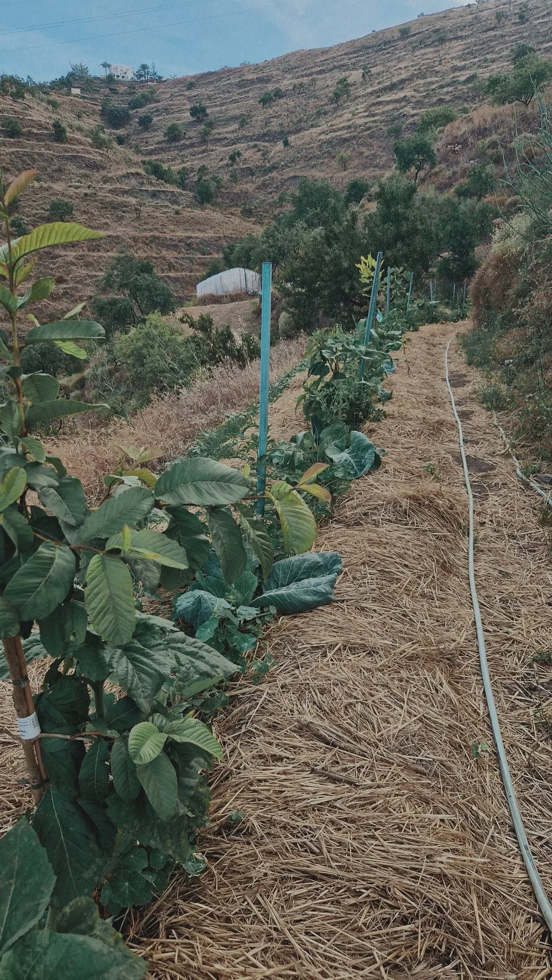 Planted rows under a thick layer of mulch