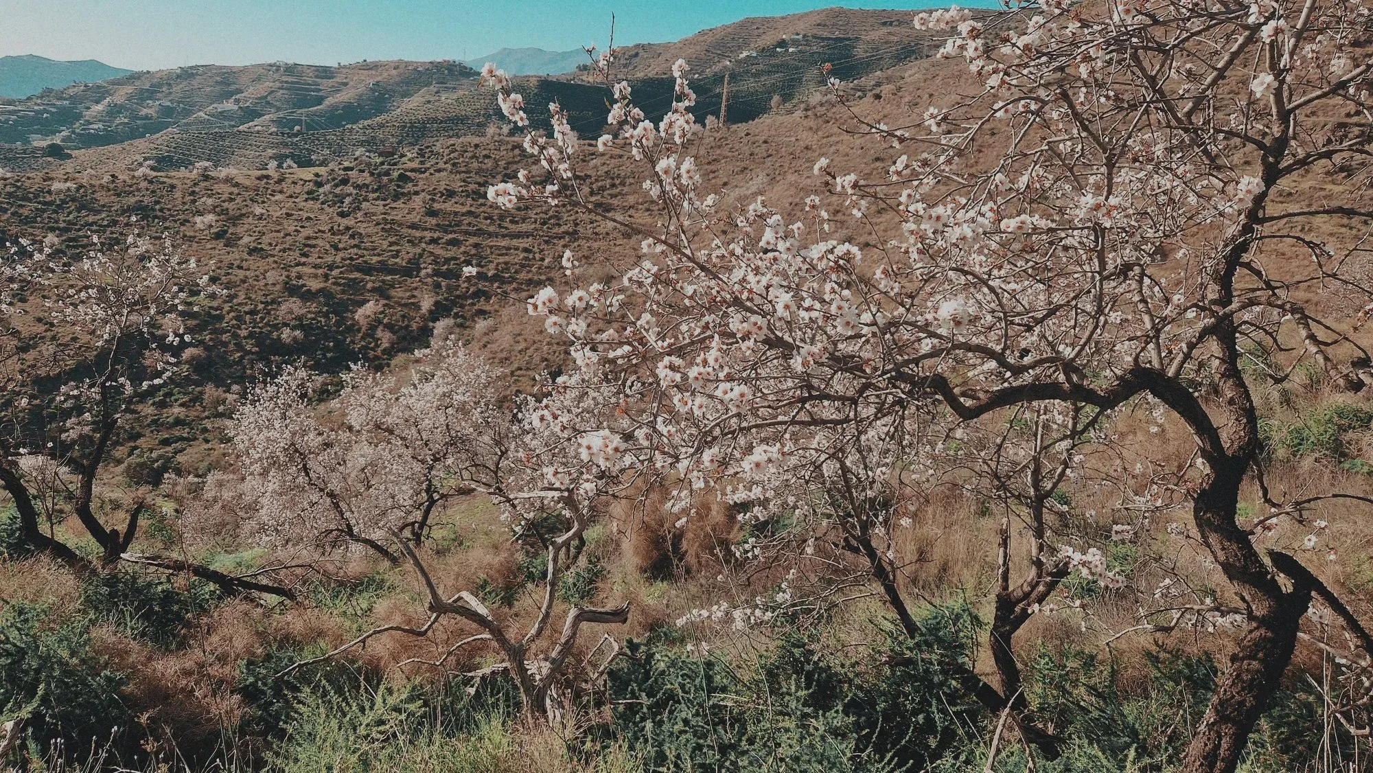 The old almond grove in blossom above the valley