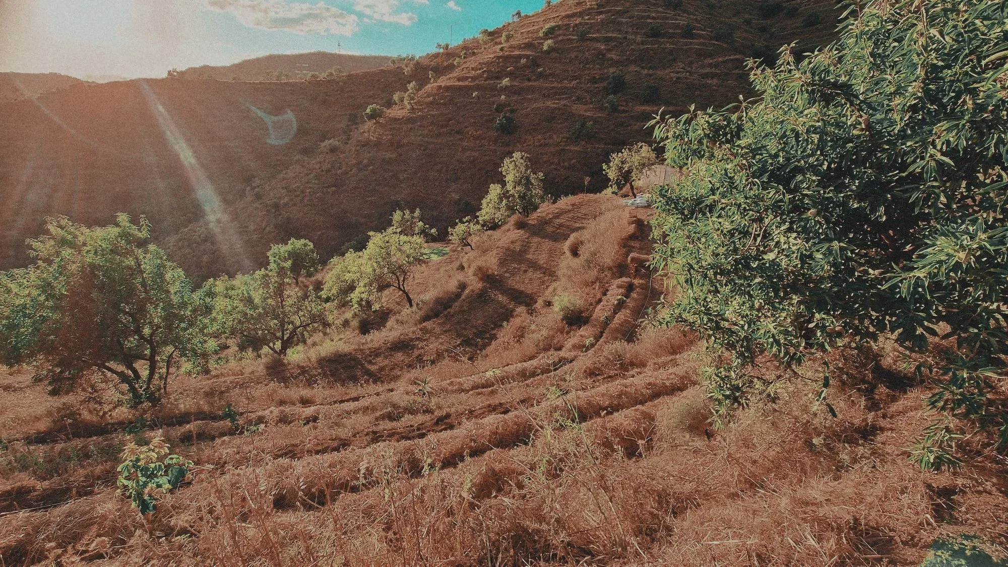Terraced planting rows on the finca in the late afternoon light
