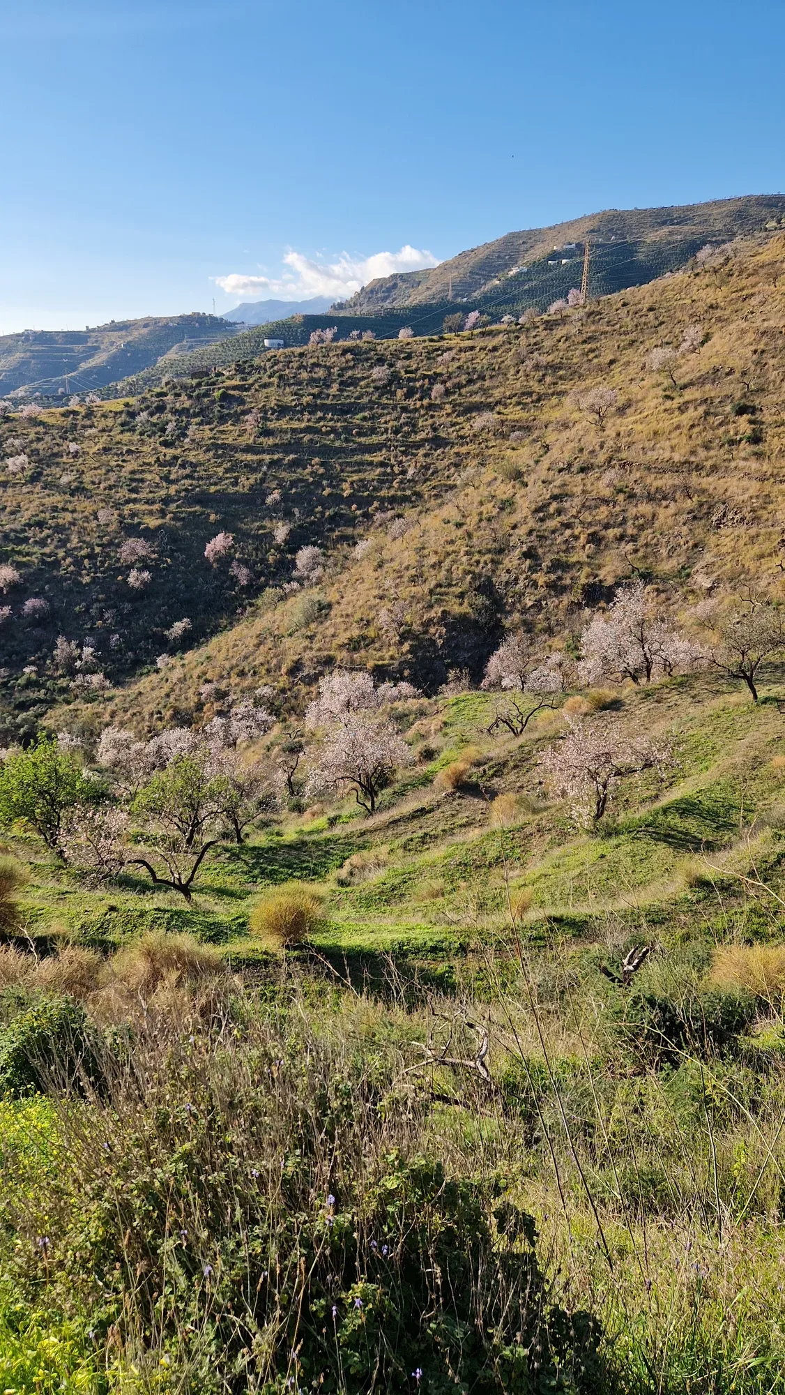 The old almond grove on the terraces