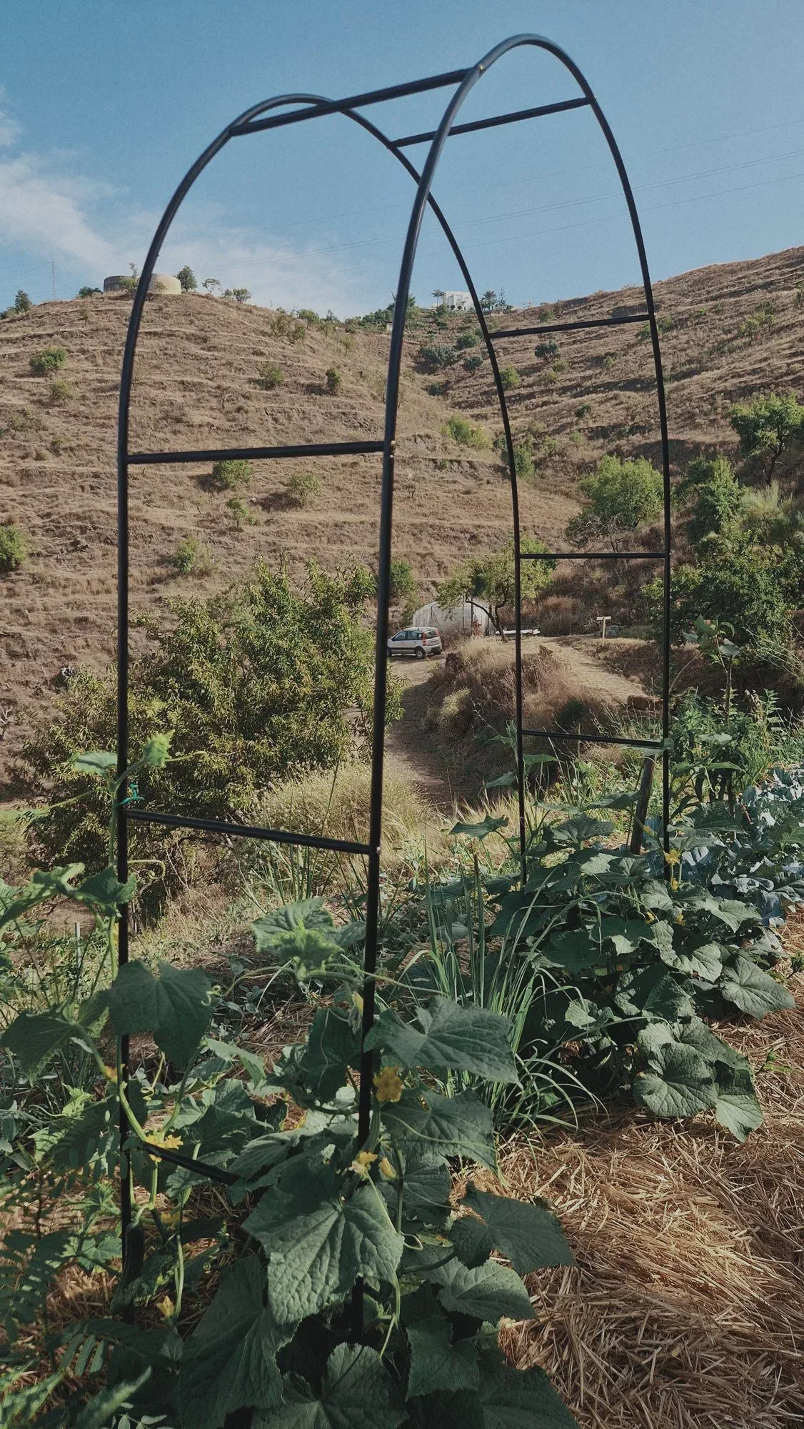 A trellis arch over a growing bed, with the hills behind